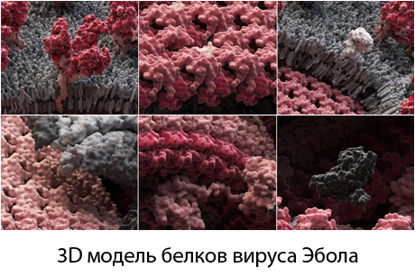 3D модель белков вируса Эбола