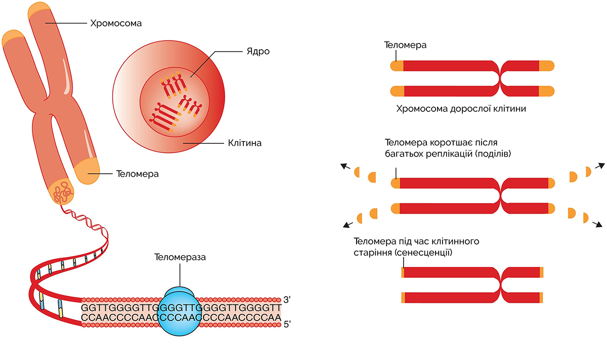 вкорочення теломер